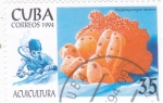 Stamps Cuba -  ACUICULTURA