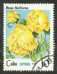 Sellos de America - Cuba -  Rosa sulfurea