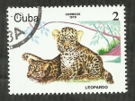 Sellos de America - Cuba -  Leopardo