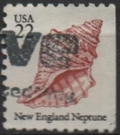 Stamps United States -  Frilled Dogwinkle