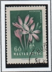 Stamps Hungary -  Crocuses