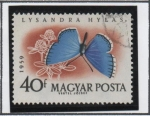 Stamps Hungary -  Pariposas.: Adonis azul