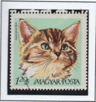 Stamps Hungary -  Gato domestico