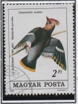 Stamps Hungary -  Colaptes cafer