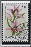 Stamps Hungary -  Orquídeas: Rubra Cephalanthera