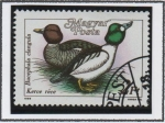 Stamps Hungary -  Patos: Bucephala claugula