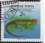 Stamps Hungary -  Reptiles: Lacerta ahillis