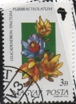 Stamps Hungary -  Flores d' Africa, Leucadendron