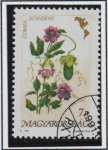 Sellos de Europa - Hungr�a -  Flores d' l' Américas: Scandens Cobaea