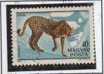 Stamps Hungary -  Guepardo