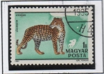 Stamps Hungary -  Leopardo