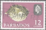 Stamps Barbados -  Diodon holocanthus, pez erizo, pez globo.