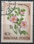 Stamps Hungary -  Flores: Rosas Provenza