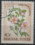 Stamps Hungary -  Flores: Rosas Provenza