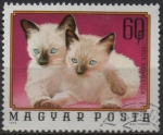 Stamps Hungary -  Gatitos Siameses