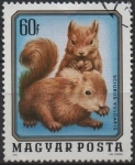 Stamps Hungary -  Animales Jovenes: Ardillas