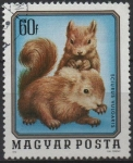 Stamps Hungary -  Animales Jovenes: Ardillas