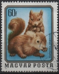 Stamps Hungary -  Animales Jovenes: Ardillas