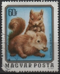 Stamps Hungary -  Animales Jovenes: Ardillas