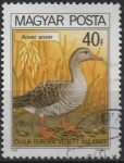 Stamps Hungary -  Ganso d' Graylag