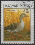 Stamps Hungary -  Ganso d' Graylag