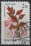 Stamps Hungary -  Orquídeas: Oscbis Purpurea