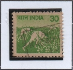 Stamps India -  Cultivo del maíz