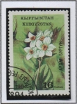 Stamps Kyrgyzstan -  Flores: Narciso - anémona