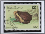 Stamps Laos -  Ranas: Kaloula pulchra