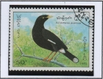 Stamps Laos -  Pajaros, Miná javanés