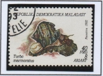 Stamps Madagascar -  Moluscos, Turbo marmoratus