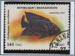 Sellos de Africa - Madagascar -  Peces d' Acuario:  Cichlasoma biocellatum