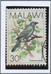 Sellos de Africa - Malawi -  Pajaros; Cuco Cano