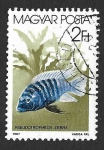 Sellos de Europa - Hungra -  3053 - Pez Cebra azul