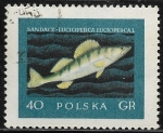 Sellos de Europa - Polonia -  Peces - Lucioperca lucioperca