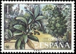 Sellos de Europa - Espaa -  ESPAÑA 1973 2120 Sello Nuevo Serie Flora Barbusano Apolloneis Canariensis