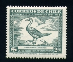 Stamps Chile -  Raphipterus Chilensis