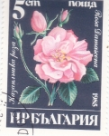 Sellos de Europa - Bulgaria -  FLORES- rosa