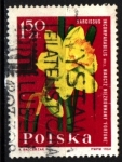 Stamps Poland -  serie- Flores de jardín