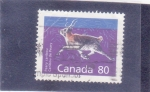 Stamps Canada -  CERVIDO