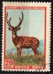 Stamps Russia -  CIERVO SIKA