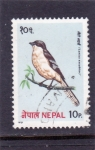 Stamps Nepal -  AVE-Alcaudón real (Lanius excubitor)