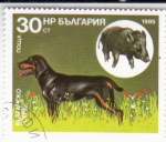  de Europa - Bulgaria -  PERRO DE CAZA