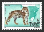 Stamps : Europe : Hungary :  C427C - Leopardo