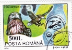 Stamps Romania -  Águila de cola blanca (Haliaeetus albicilla)