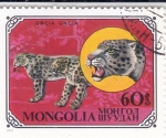  de Asia - Mongolia -  Leopardo de las nieves (Panthera uncia)