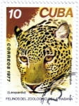 Sellos de America - Cuba -  Felinos del zoo de la Habana.Leopardo