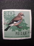 Stamps : Europe : Poland :  garrulus glandarius - sójka -