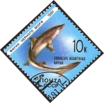 Stamps Russia -  fauna marina, tiburón