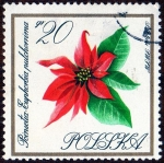 Sellos de Europa - Polonia -  POINSETIA